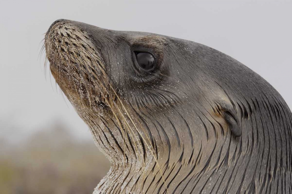 Ecuador, Galapagos, Espanola Island Sea-lion